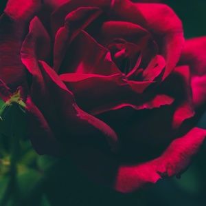 Meet your Posher, Dulce